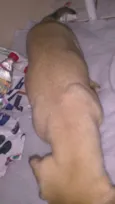 toby