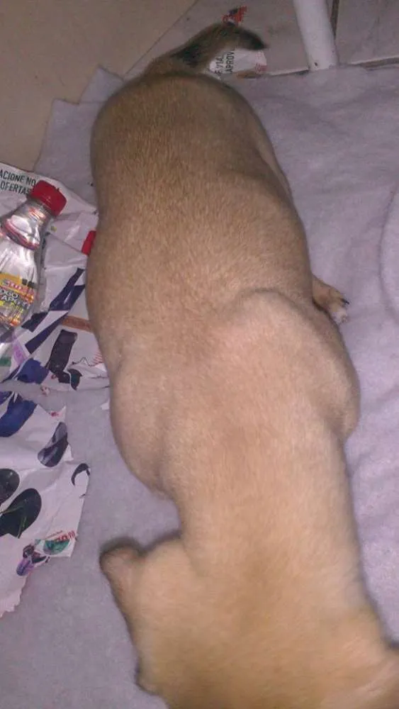 Cachorro ra a vira idade 2 a 6 meses nome toby