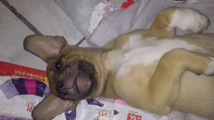 Cachorro ra a vira idade 2 a 6 meses nome toby