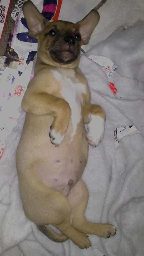 Cachorro ra a vira idade 2 a 6 meses nome toby