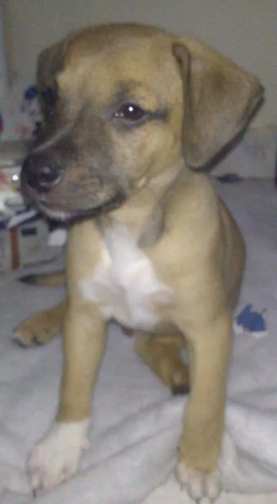 Cachorro ra a vira idade 2 a 6 meses nome toby