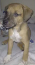 toby