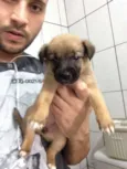 Filhotes doação