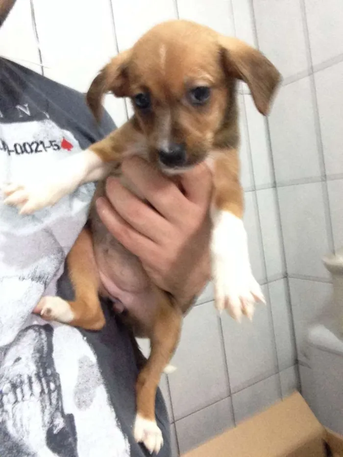 Cachorro ra a srd idade Abaixo de 2 meses nome Filhotes doação