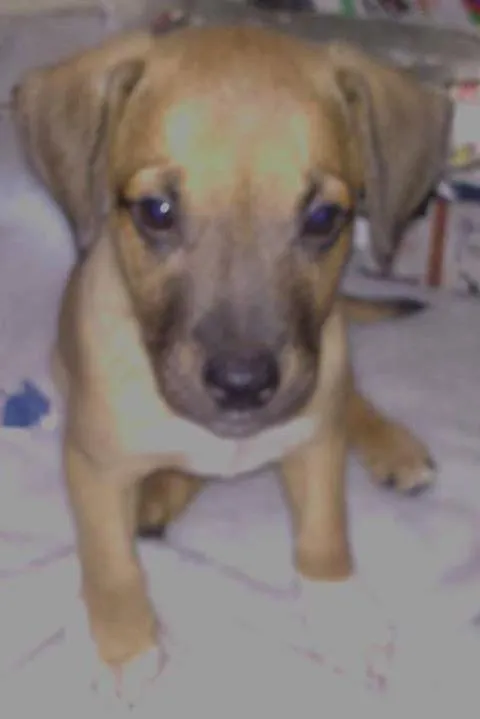 Cachorro ra a vira idade 2 a 6 meses nome toby