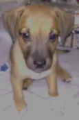 toby