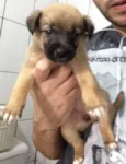 Filhotes doação