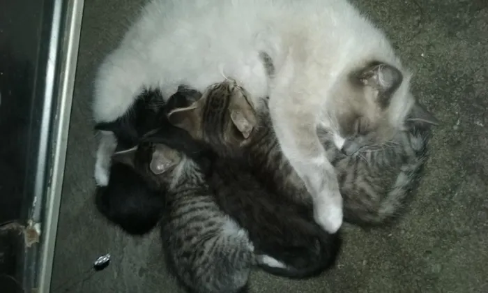 Gato raça srd idade 2 a 6 meses nome sem nome