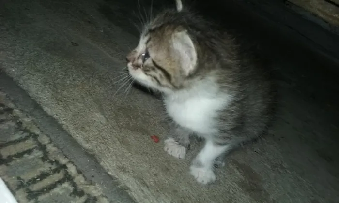 Gato raça srd idade 2 a 6 meses nome sem nome