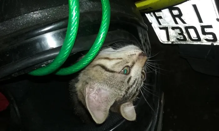 Gato raça srd idade 2 a 6 meses nome sem nome