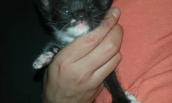 Gato raça srd idade 2 a 6 meses nome sem nome
