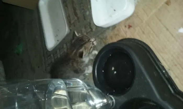 Gato raça srd idade 2 a 6 meses nome sem nome