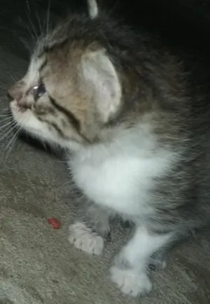 Gato raça srd idade 2 a 6 meses nome sem nome