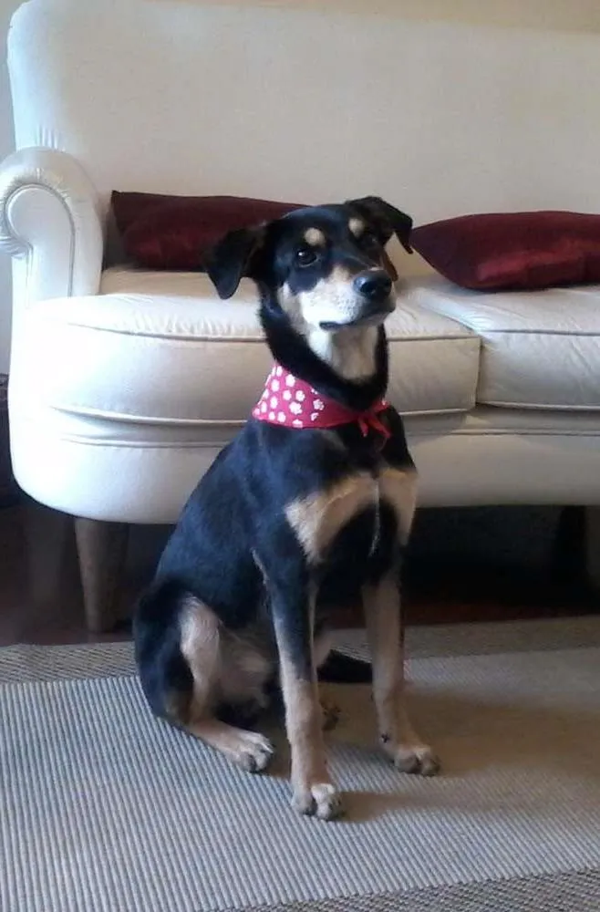 Cachorro ra a SRD idade 1 ano nome Chorão