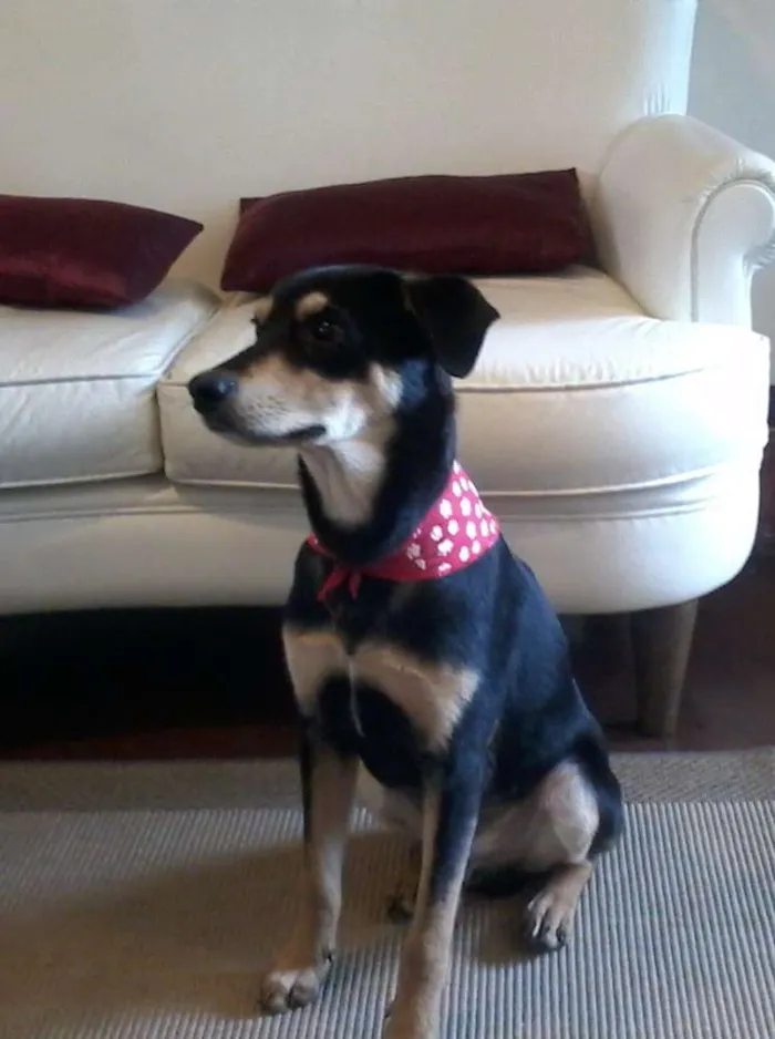 Cachorro ra a SRD idade 1 ano nome Chorão