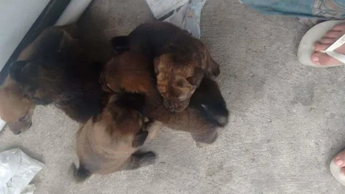 Cachorro ra a VIRA LATA idade 2 a 6 meses nome SEM NOME