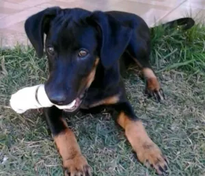 Cachorro raça SRD idade 7 a 11 meses nome Cirilo