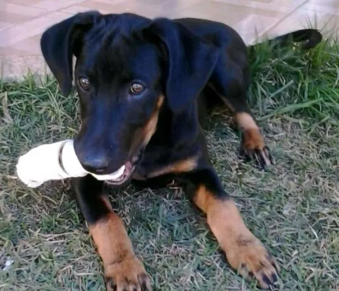 Cachorro ra a SRD idade 7 a 11 meses nome Cirilo