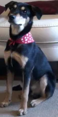 Chorão