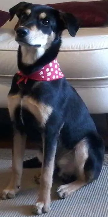 Cachorro ra a SRD idade 1 ano nome Chorão