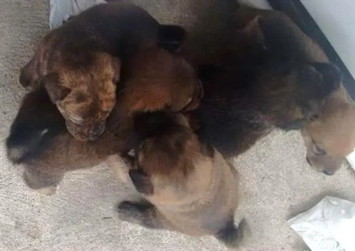 Cachorro ra a VIRA LATA idade 2 a 6 meses nome SEM NOME
