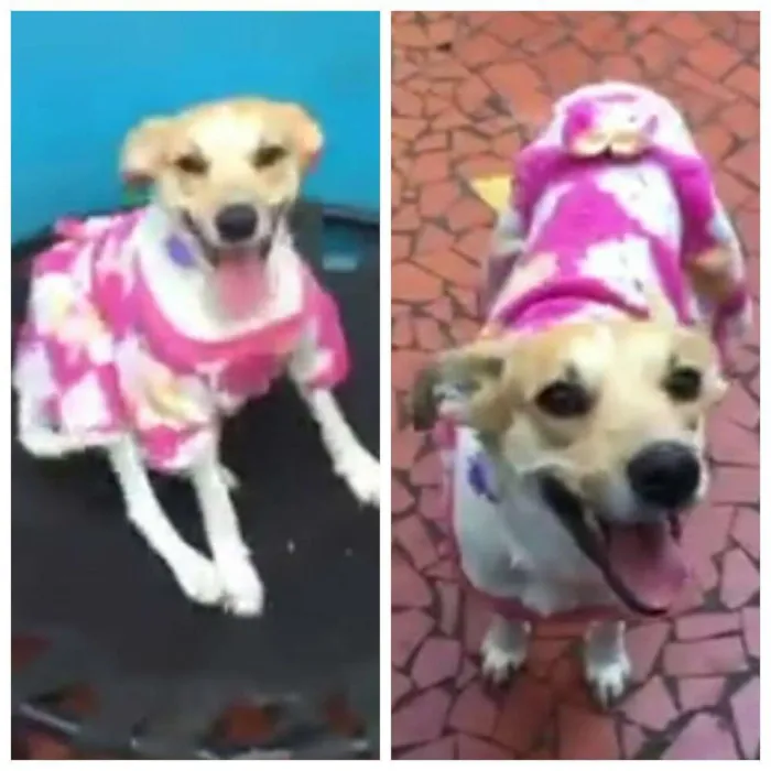 Cachorro raça Sem raça definida idade 5 anos nome Estrela