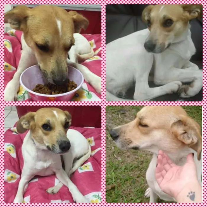 Cachorro raça Sem raça definida idade 5 anos nome Estrela