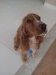 Balú