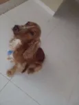 Balú