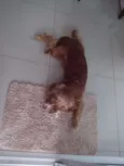 Balú