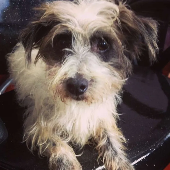 Cachorro ra a SRD idade 1 ano nome Gordinha