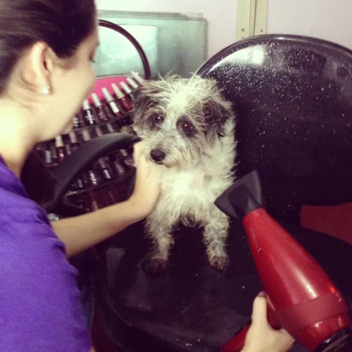 Cachorro ra a SRD idade 1 ano nome Gordinha