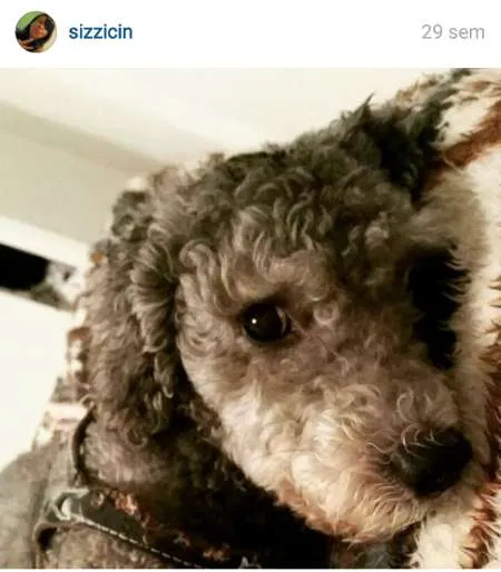 Cachorro ra a Poodle idade 6 ou mais anos nome Haru