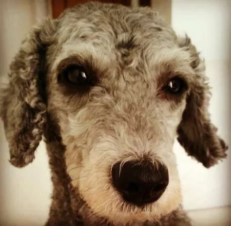 Cachorro ra a Poodle idade 6 ou mais anos nome Haru