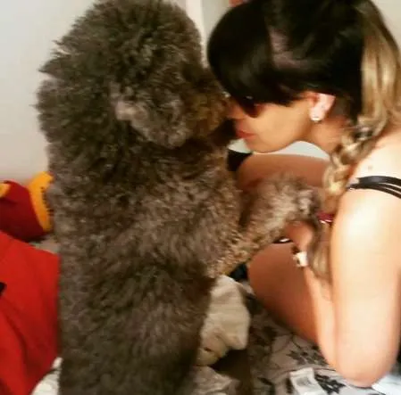 Cachorro ra a Poodle idade 6 ou mais anos nome Haru