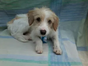Cachorro raça SRD idade 2 a 6 meses nome Floquinho
