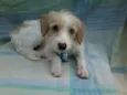 Floquinho