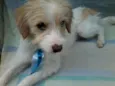 Floquinho
