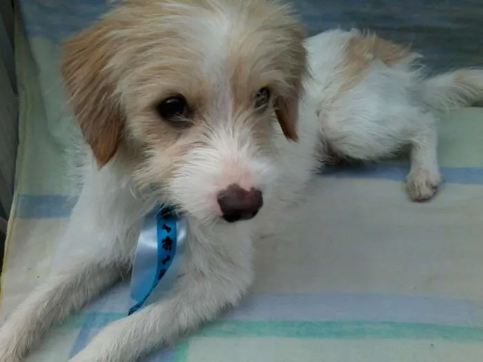 Cachorro ra a SRD idade 2 a 6 meses nome Floquinho