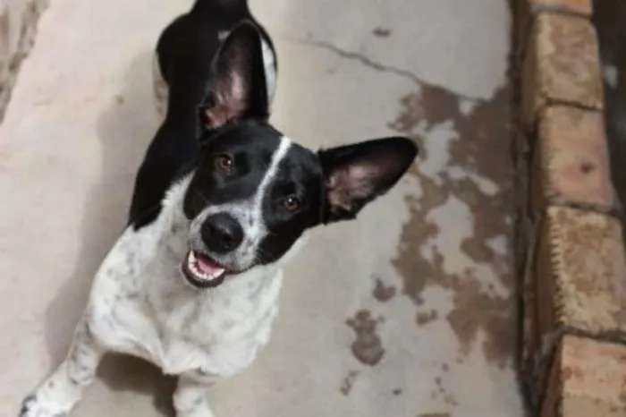 Cachorro ra a vira lata idade 1 ano nome princesa
