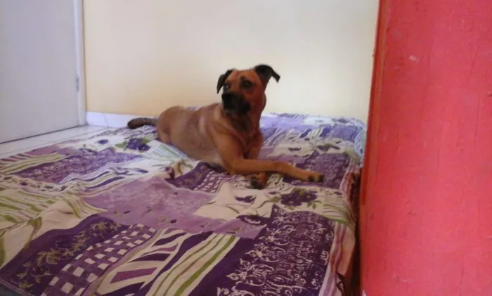 Cachorro raça vira-latas idade  nome Sheshelentto