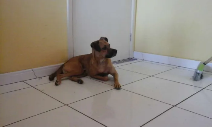 Cachorro raça vira-latas idade  nome Sheshelentto