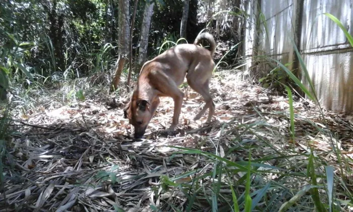 Cachorro raça vira-latas idade  nome Sheshelentto