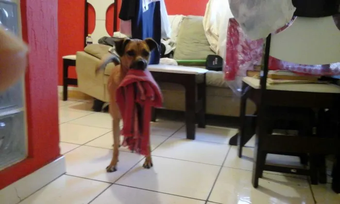 Cachorro raça vira-latas idade  nome Sheshelentto