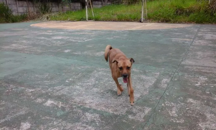 Cachorro raça vira-latas idade  nome Sheshelentto