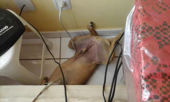 Cachorro raça vira-latas idade  nome Sheshelentto