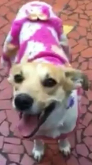 Cachorro raça Sem raça definida idade 5 anos nome Estrela