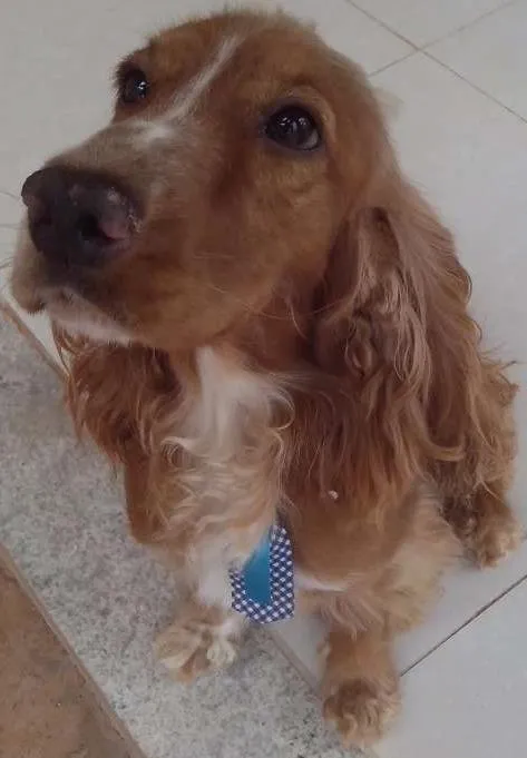 Cachorro ra a Cocker idade 1 ano nome Balú