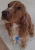 Balú