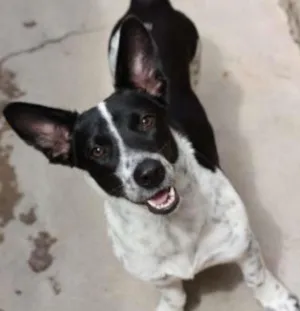 Cachorro raça vira lata idade 1 ano nome princesa